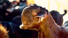 Найбільш незвичайні породи сільськогосподарських тварин